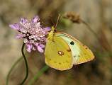  Pale Clouded Yellow 